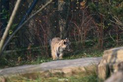 zoo-wuppertal-tschuna-daseep-01-092