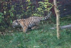 zoo-wuppertal-tschuna-daseep-01-093