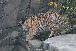 zoo-wuppertal-tschuna-daseep-01-096