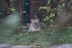 zoo-wuppertal-tschuna-daseep-01-098