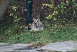 zoo-wuppertal-tschuna-daseep-01-099
