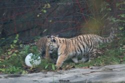 zoo-wuppertal-tschuna-daseep-01-103