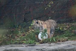 zoo-wuppertal-tschuna-daseep-01-104