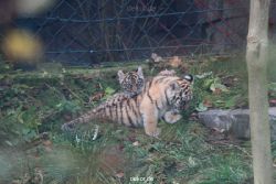 zoo-wuppertal-tschuna-daseep-01-108