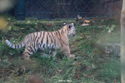 zoo-wuppertal-tschuna-daseep-01-110