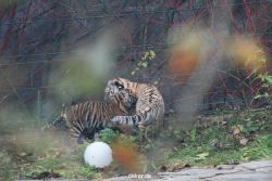 zoo-wuppertal-tschuna-daseep-01-111