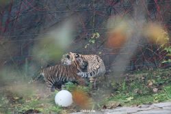 zoo-wuppertal-tschuna-daseep-01-112