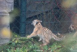 zoo-wuppertal-tschuna-daseep-01-113