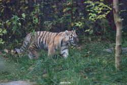zoo-wuppertal-tschuna-daseep-01-114