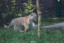 zoo-wuppertal-tschuna-daseep-01-115