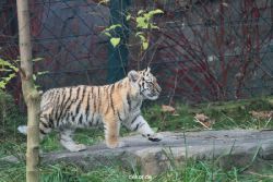 zoo-wuppertal-tschuna-daseep-01-116