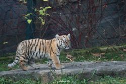 zoo-wuppertal-tschuna-daseep-01-117