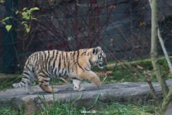 zoo-wuppertal-tschuna-daseep-01-118