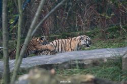 zoo-wuppertal-tschuna-daseep-01-119