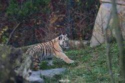 zoo-wuppertal-tschuna-daseep-01-120