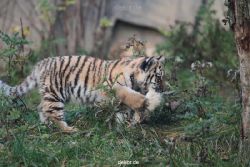 zoo-wuppertal-tschuna-daseep-01-121