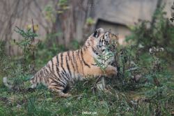 zoo-wuppertal-tschuna-daseep-01-122