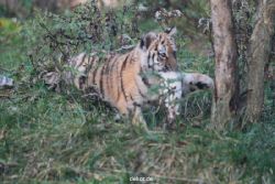 zoo-wuppertal-tschuna-daseep-01-123