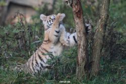 zoo-wuppertal-tschuna-daseep-01-124