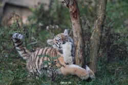 zoo-wuppertal-tschuna-daseep-01-125