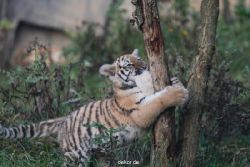 zoo-wuppertal-tschuna-daseep-01-126