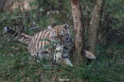 zoo-wuppertal-tschuna-daseep-01-127