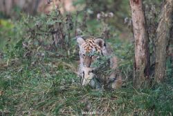zoo-wuppertal-tschuna-daseep-01-128