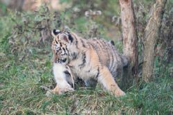 zoo-wuppertal-tschuna-daseep-01-129