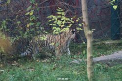 zoo-wuppertal-tschuna-daseep-01-134
