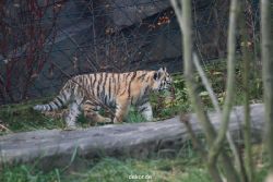 zoo-wuppertal-tschuna-daseep-01-135