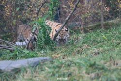 zoo-wuppertal-tschuna-daseep-01-137