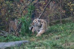 zoo-wuppertal-tschuna-daseep-01-138