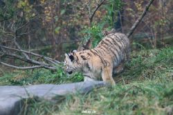 zoo-wuppertal-tschuna-daseep-01-140