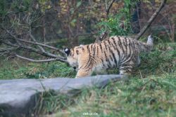 zoo-wuppertal-tschuna-daseep-01-141