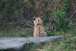 zoo-wuppertal-tschuna-daseep-01-142