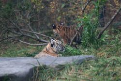 zoo-wuppertal-tschuna-daseep-01-143