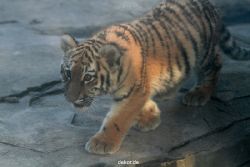 zoo-wuppertal-tschuna-daseep-02-001