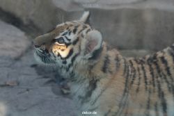 zoo-wuppertal-tschuna-daseep-02-003