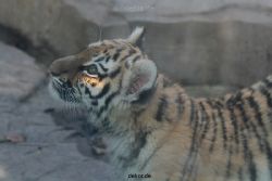 zoo-wuppertal-tschuna-daseep-02-004
