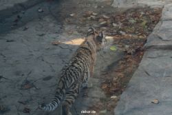zoo-wuppertal-tschuna-daseep-02-005