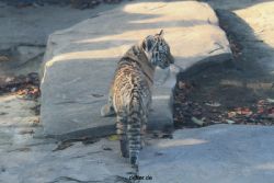 zoo-wuppertal-tschuna-daseep-02-006