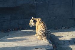 zoo-wuppertal-tschuna-daseep-02-007