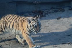 zoo-wuppertal-tschuna-daseep-02-008