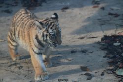 zoo-wuppertal-tschuna-daseep-02-009