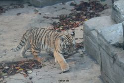 zoo-wuppertal-tschuna-daseep-02-011