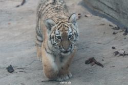 zoo-wuppertal-tschuna-daseep-02-012