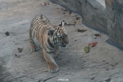 zoo-wuppertal-tschuna-daseep-02-013