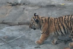 zoo-wuppertal-tschuna-daseep-02-014