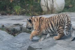 zoo-wuppertal-tschuna-daseep-02-015
