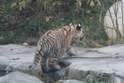 zoo-wuppertal-tschuna-daseep-02-016